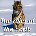Siberian (Amur) tiger : 