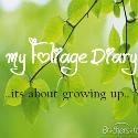 My Foliage Diary : 