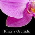 Rhay's Orchids : Come and join me as we discover the world of orchids.