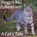 Bingo's Big Adventure : 