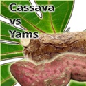 Cassava vs Yams : cassava, yams, recipe, new, info product
