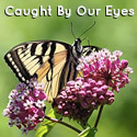 Caught By Our Eyes : 