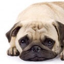 The Canned Dog Food Blog : Getting Premium Quality Canned Dog Food For Your Dog.