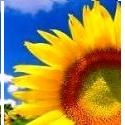 What Makes Me Happy  : Sunflowers and Sunny Days!