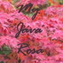  My Java Rosa : Rose, Photo, Health, Netherlands, Germany, Indonesia