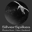 SilverSpikes Photography : Exploring my world through photography
