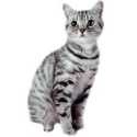 Cat Scratcher Post : cat, cat scratcher, cat scratcher post, cat scratchers, scratcher 
