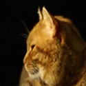Global Economic and Financial Journal From Canada Expert Analyst : 