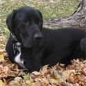 That Mutt : a dog blog