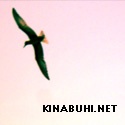 Kinabuhi.net : Proud to be Pinoy. Determined Christian. Career Man.
