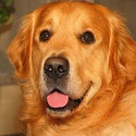 All about golden retrievers : 