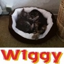 Wiggys World : Spouting rubbish since 2006