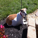 Dog's of the Hood : Photos of all of the dogs in the hood - Join now!