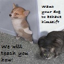 Secrets to Dog Training : We're not only dog experts, we are also dog LOVERS!
