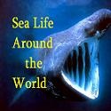 Sea Life Around the World : Ecology, ocean, sea life, news