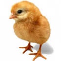 Free Chicken Coop Plans : Building your own chicken coop