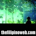 TheFilipinoWeb : 