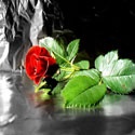 Flowers : 