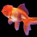 Fish Journal - Journal of Fish and Fishery : fish, shrimp, aquaculture, aquarium fish, fish disease, fishing, fish science