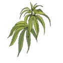 Hemp Guide : 