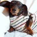 WarmWeenies Dachshund Dog Sweaters : Dachshund Sweaters That Fit