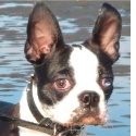 Hugo Says : dogs dog pet pets animals canine boston terrier