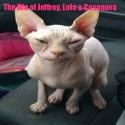 The Life of Jeffrey, Lola and Casanova : Cats, Pets, Animals