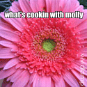 What's Cookin' With Molly : 