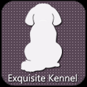 Exquisite Kennel : Exquisite Quality Champion Line Shih Tzus