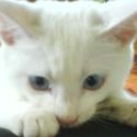 a life with my crazy owner... : meow... meow... meow...