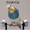 Cockatiel Confessions : For Pet  Lovers Only