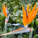 Greenforks : Gardening with a passion