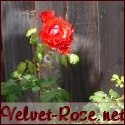 Velvet Rose : Gimme a cookie!