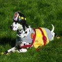 Kennels For Your Dog Pets : Familiar Spaces, warm places