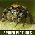 Spiders in the Garden : 