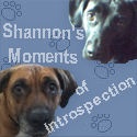 Shannon's Introspections : 