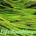 Life Ramblings : travel