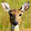 Taking a Walk on the Wild Side : 