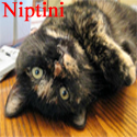 Niptini : A little nip mixed with friends makes a whole lot of fun!