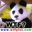 WTF Pictures : wtf pictures from anywhere
