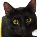 Cat Gossip : from Vladimir, Feline Fashionista