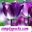 Simply Pochi : appreciating the beauty of simplicity