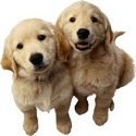 Le Dog Blog : 
