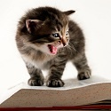 Wisdom of Cats : 