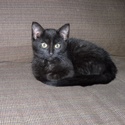 Noel The Christmas Kitty : 