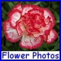 Gardening and Flowers : 