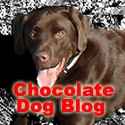 The Chocolate Dog Blog : All about my chocolate dog