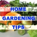 Home Gardening Tips : 
