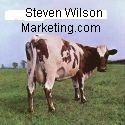 Steven Wilson Marketing : Internet Marketing News