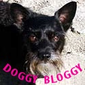 Doggy Bloggy: Scottie and Chihuahua! : A dogs eye view of Washington State